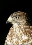 Merlin;Falcon;Falco-columbarius;Birds-of-Prey;Curved-Beak;Hunter;Hunters;Predato